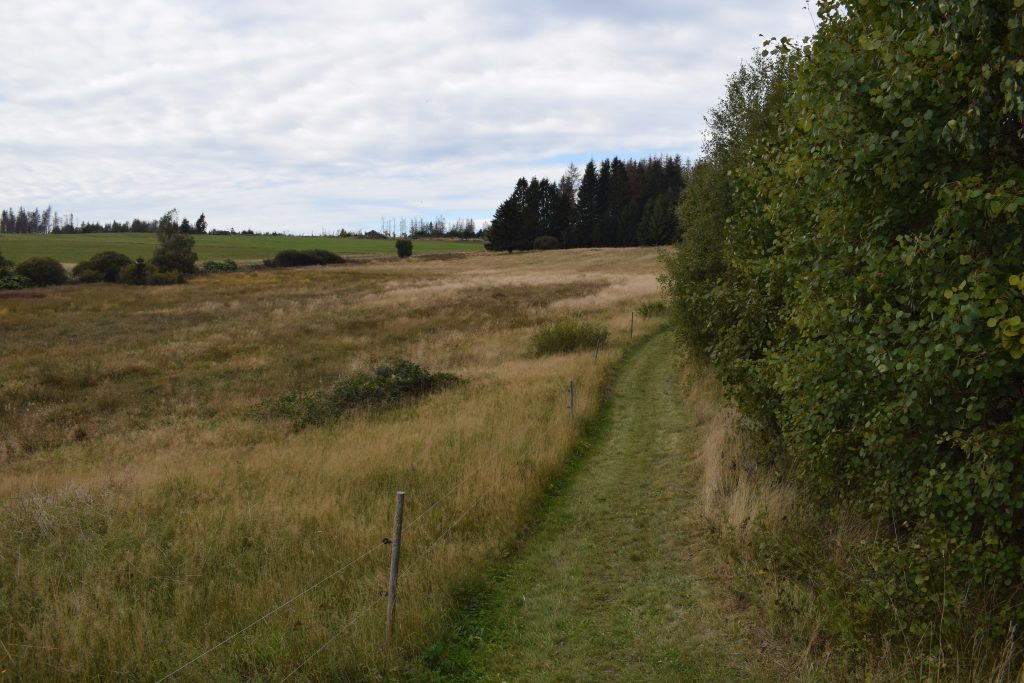 Sie sehen den ehemaligen Kolonnenweg am Grünen Band zwischen Spechtsbrunn und Tettau. Der Himmel ist bewölkt. Rechts neben dem ehemaligen Kolonnenweg stehen grüne Büsche bzw. links neben dem ehemaligen Kolonnenweg befindet sich eine Wiesenfläche.