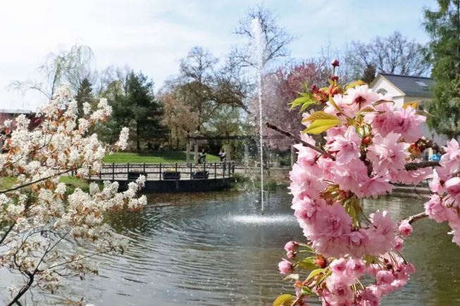 Im Mittelpunkt ist eine Wasserfontäne in einem Stadtparkteich. Im Hintergrund stehen grüne Bäume und im Vordergrund befinden sich blühende Pflanzen.
