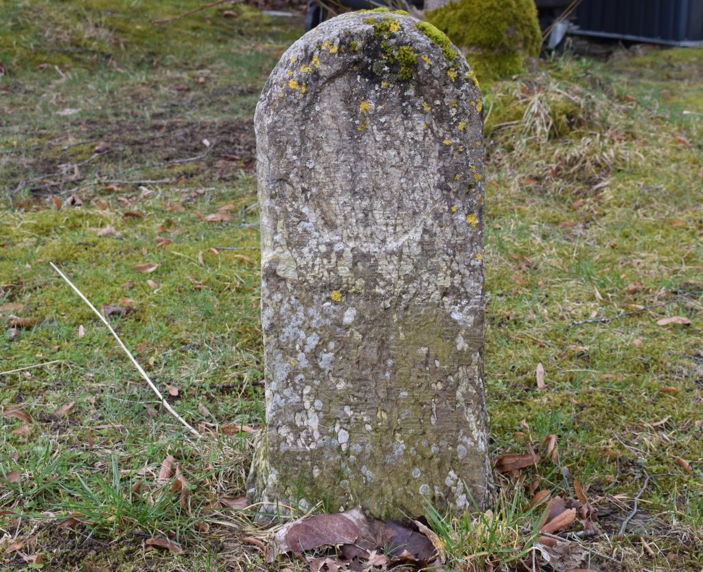 Knollenkalkstein für grünem Hintergrund.