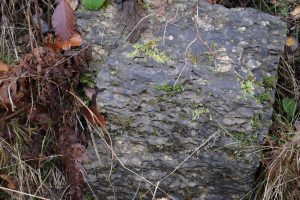 Dunkelgraues Gestein mit hellen Kalkeinlagerungen.