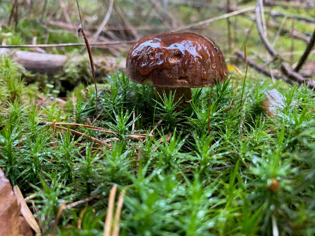Brauner Pilz in grünem Moos wachsend.