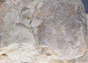 Muschelkalk mit Fossil
