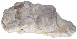 Muschelkalkhandstück aus Crock